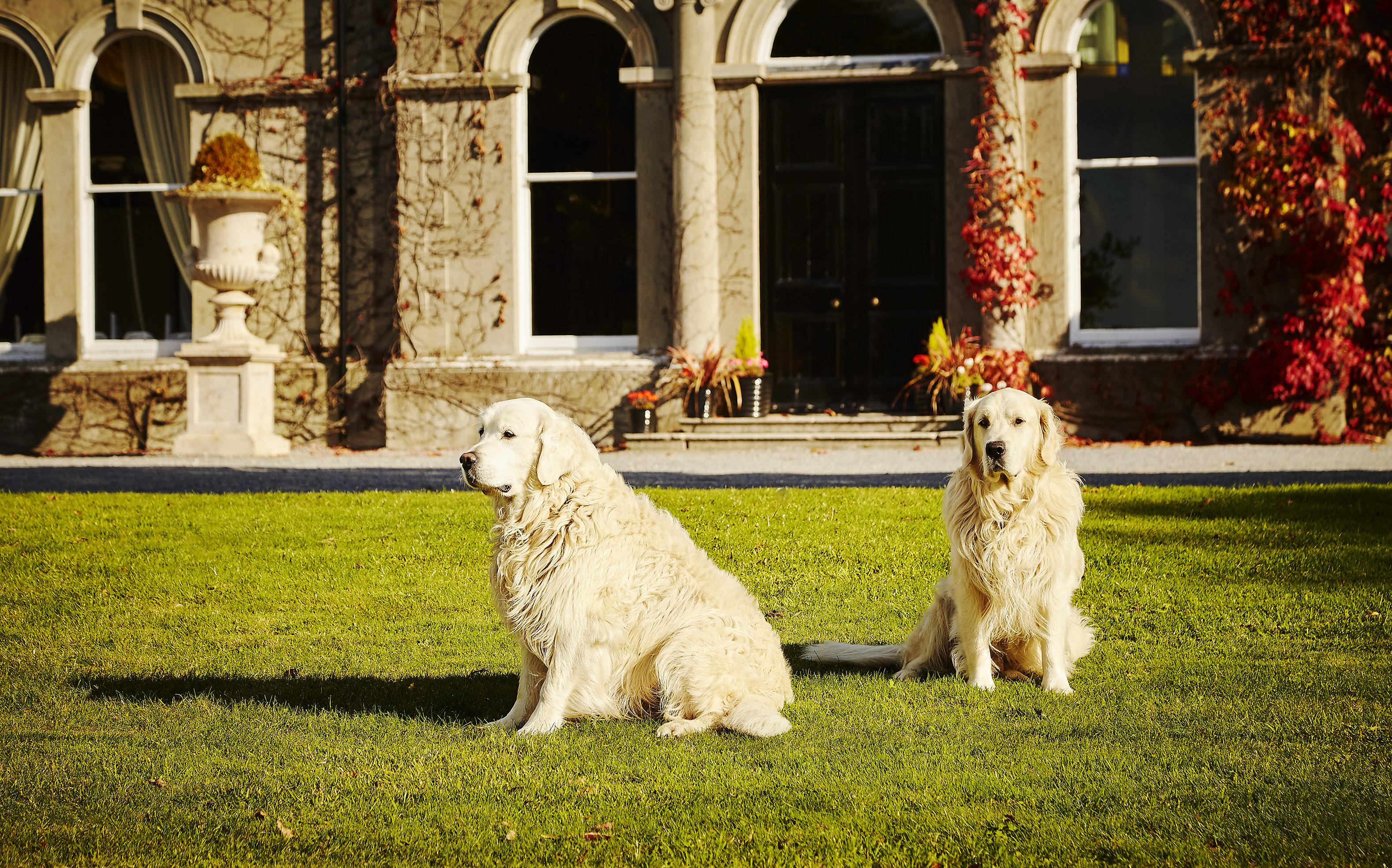 Hotel Lyrath Estate Kilkenny Exterior foto Two adult Golden Retrievers